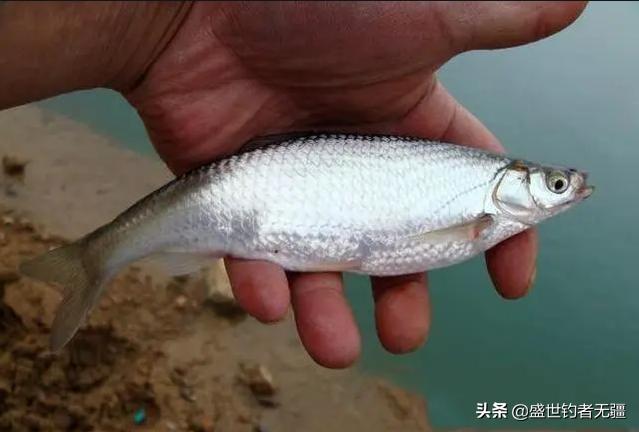 野钓白条最佳方法和时间,冬季野钓白条如何诱鱼