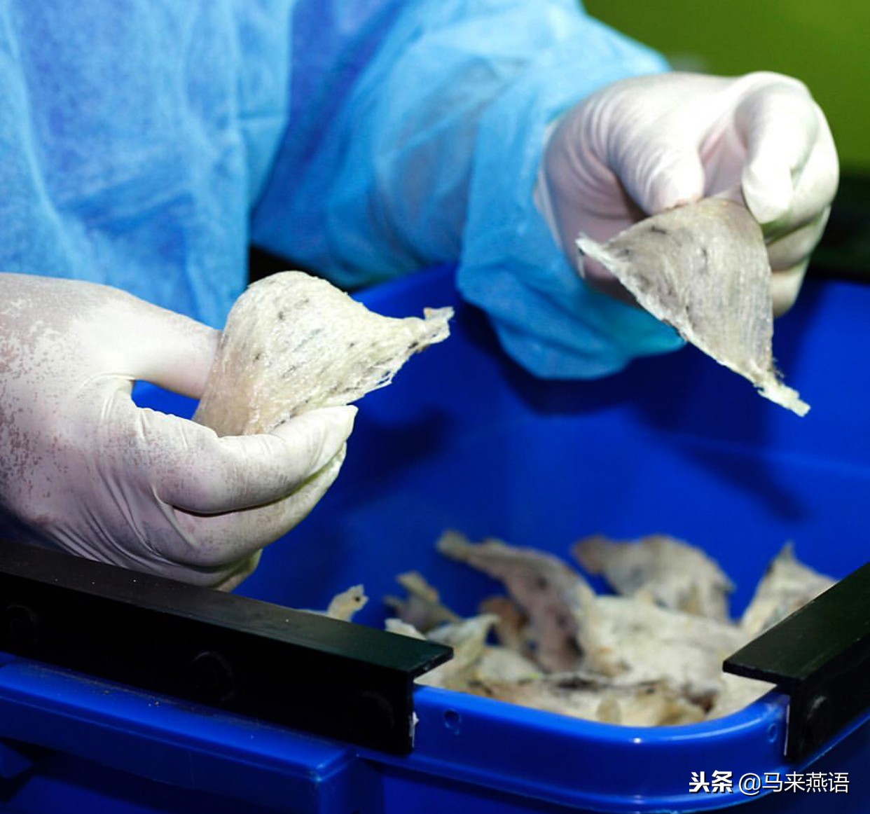 马来西亚燕窝哪种比较好,马来西亚的燕窝优缺点