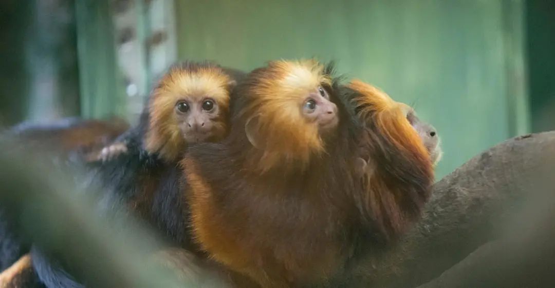春节广州长隆野生动物世界攻略,广州长隆野生动物世界旅游攻略