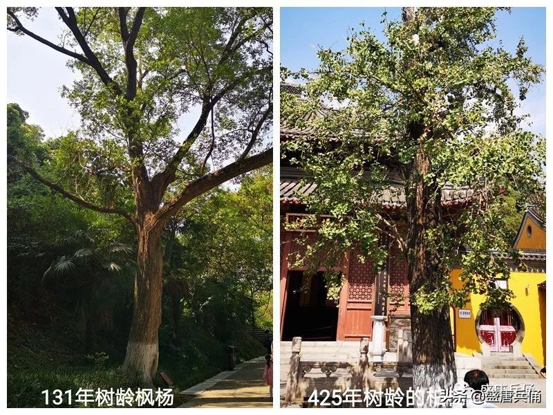 镇江焦山是几a景区,镇江焦山被称为什么