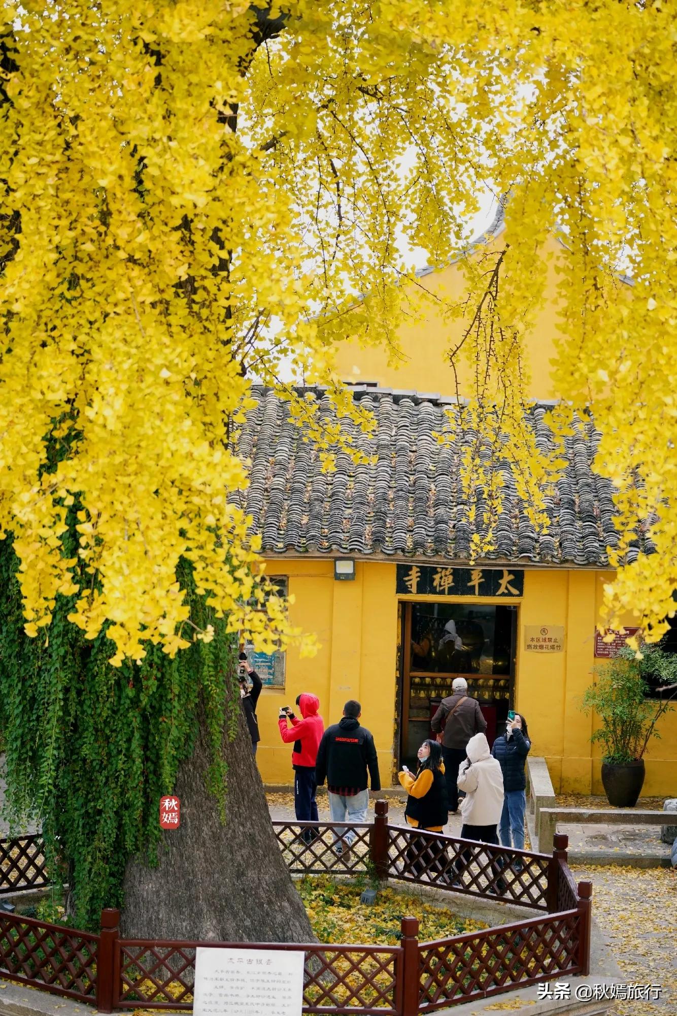 相城区北桥镇千年银杏树,苏州相城银杏打卡