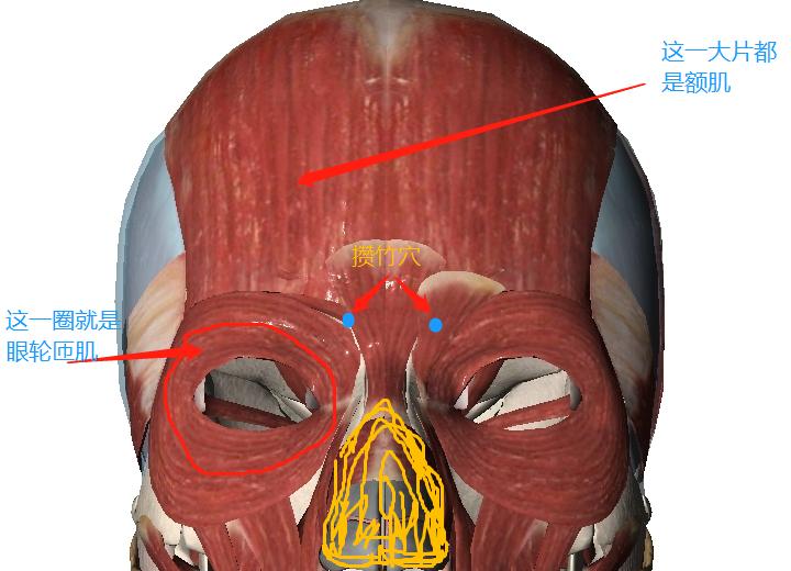攒竹穴对眼部按摩起到什么作用,攒竹穴主治是什么