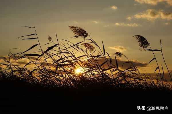 读杜甫客至感悟,读古诗杜甫全文