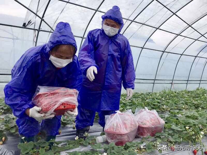 榛斾笢鍗楄嫍鏃忎緱鏃忚嚜娌诲窞鍑噷鑽夎帗 (鍑噷涓嬪徃鑽夎帗澶栭攢鎯呭喌)