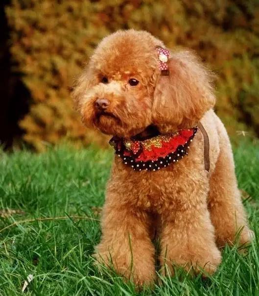 45种狗狗,45种狗狗很难得一见你认识几种