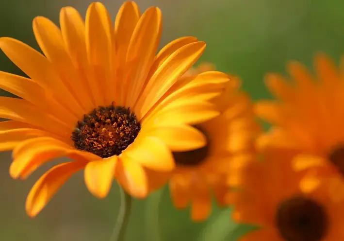 春天开的菊花类花卉大全,春季开花的波斯菊花