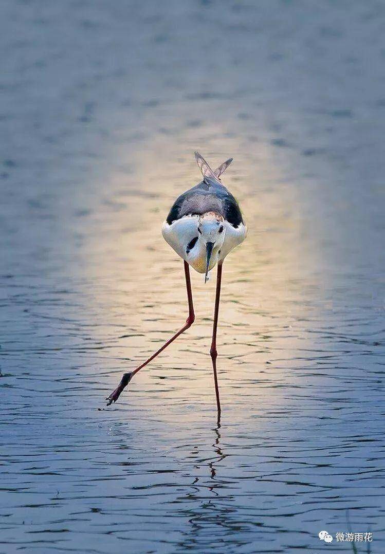 南京三桥湿地生态公园,南京三桥湿地公园