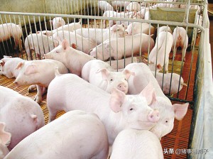 不要小看鸡蛋清在猪场是法宝之一，巧用鸡蛋清花小钱解决大问题