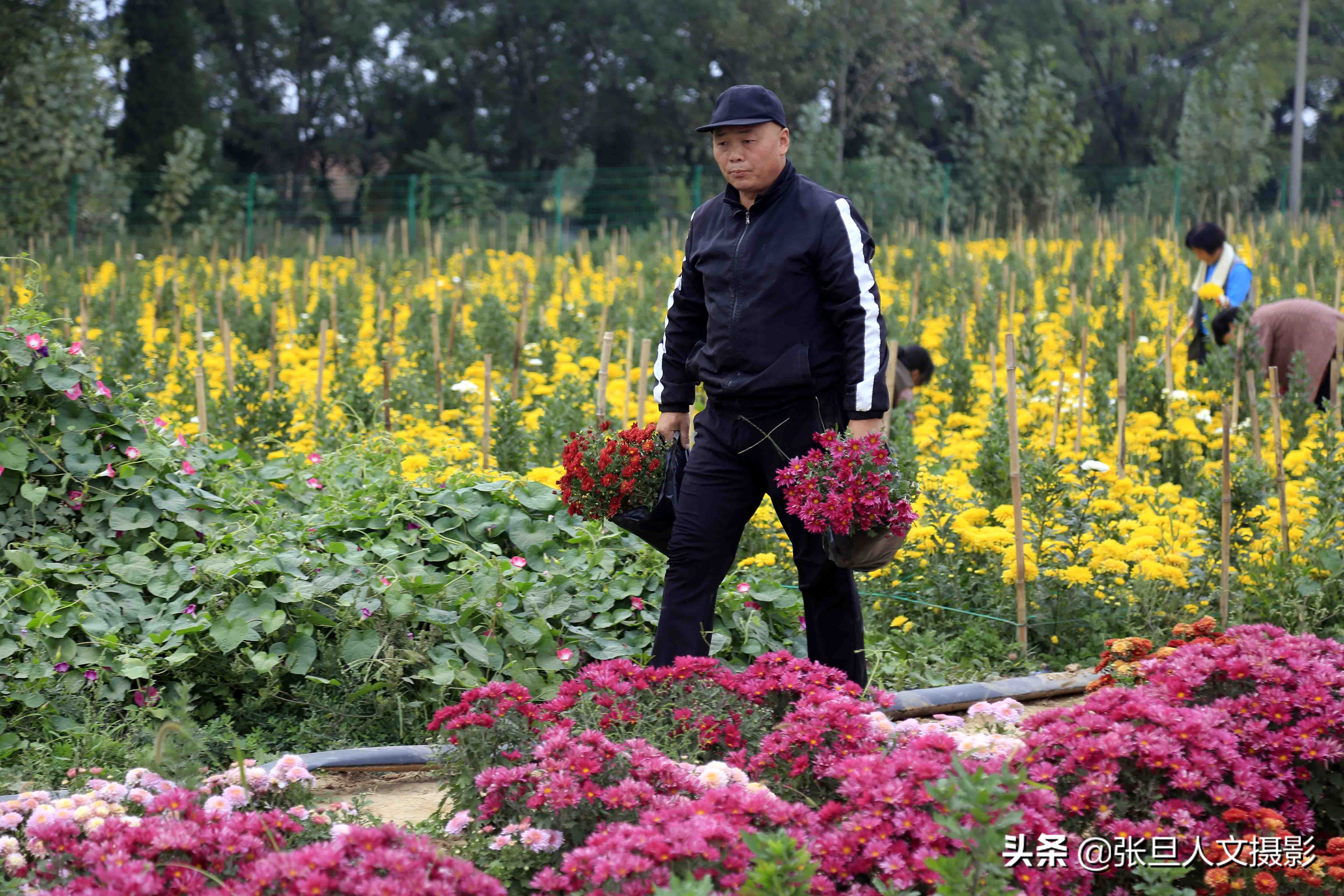 自家200多亩菊花种植基地,菊花种植一亩真实利润山西