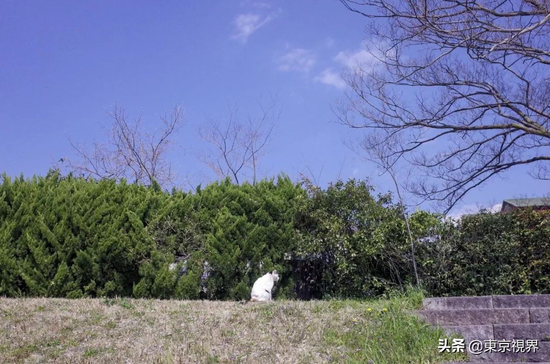 我在京都，攒下一整个春日的绝美樱色送给你。