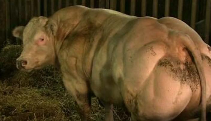 比利时肌肉牛：人类改造的畸形产物，这样的牛肉，敢吃吗？