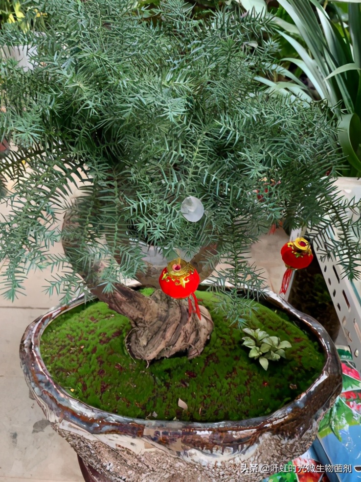 盆栽苗能长成大树吗,盆栽可以摆的造型