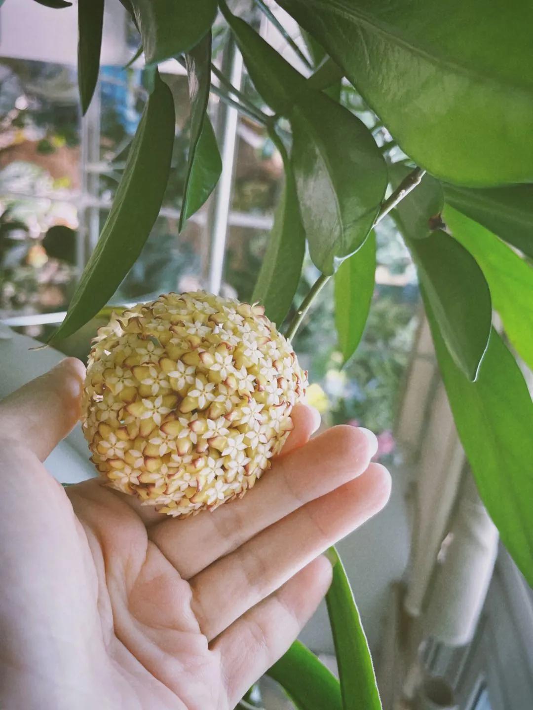 没花园怎么种花？从东北到广东，4位大神在室内种出植物园，绝美