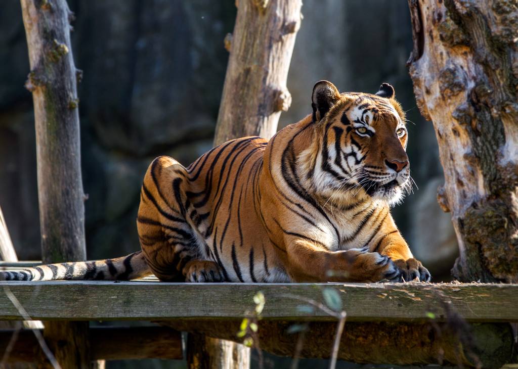 最小存活种群澳大利亚兔子,澳大利亚的兔子为什么会有5亿只