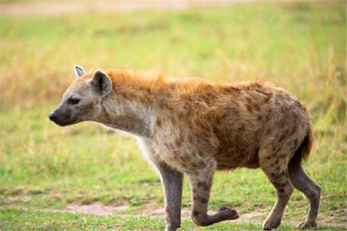 人类遇到鬣狗怎么办,鬣狗对人类有攻击吗