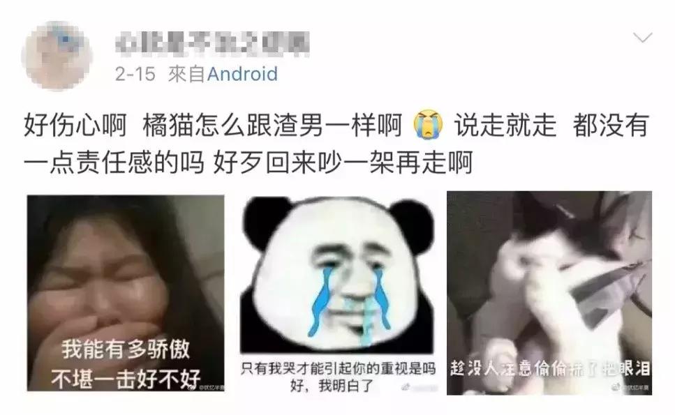 推荐养橘猫的6大原因,自从养了猫才知道它是那么粘人