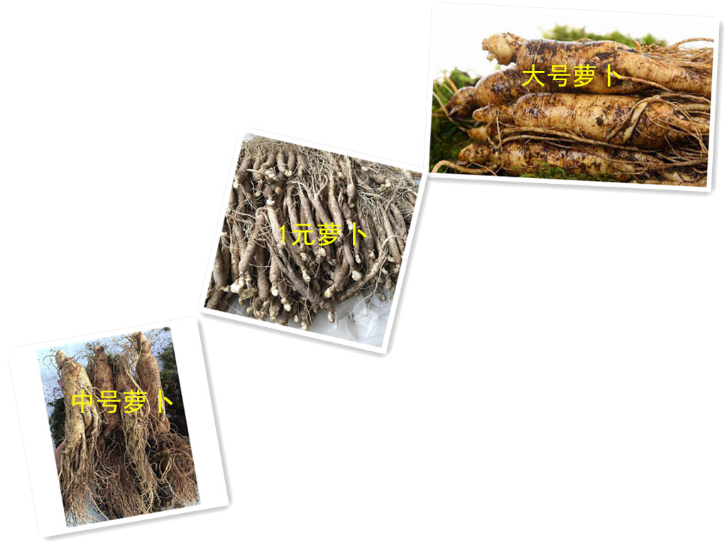 人参怎么挑选才是最好的,如何挑选人参才最好