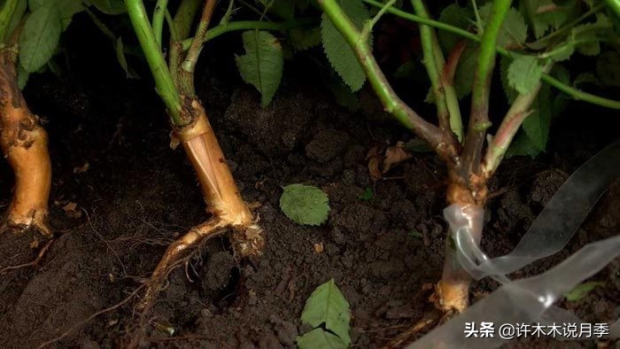 月季突然枝叶都干枯了,月季突然黄叶死掉