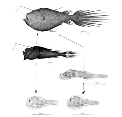 鮟鱇鱼是雌雄一体吗,鮟鱇鱼繁殖方式