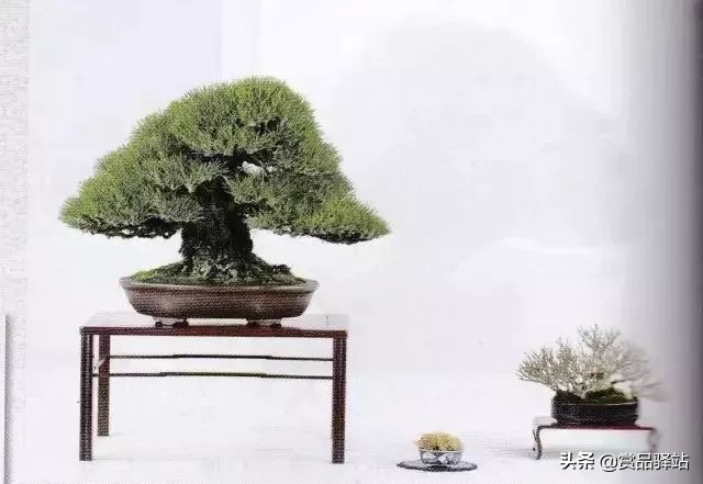 黑松盆景寓意 (黑松盆景风水)