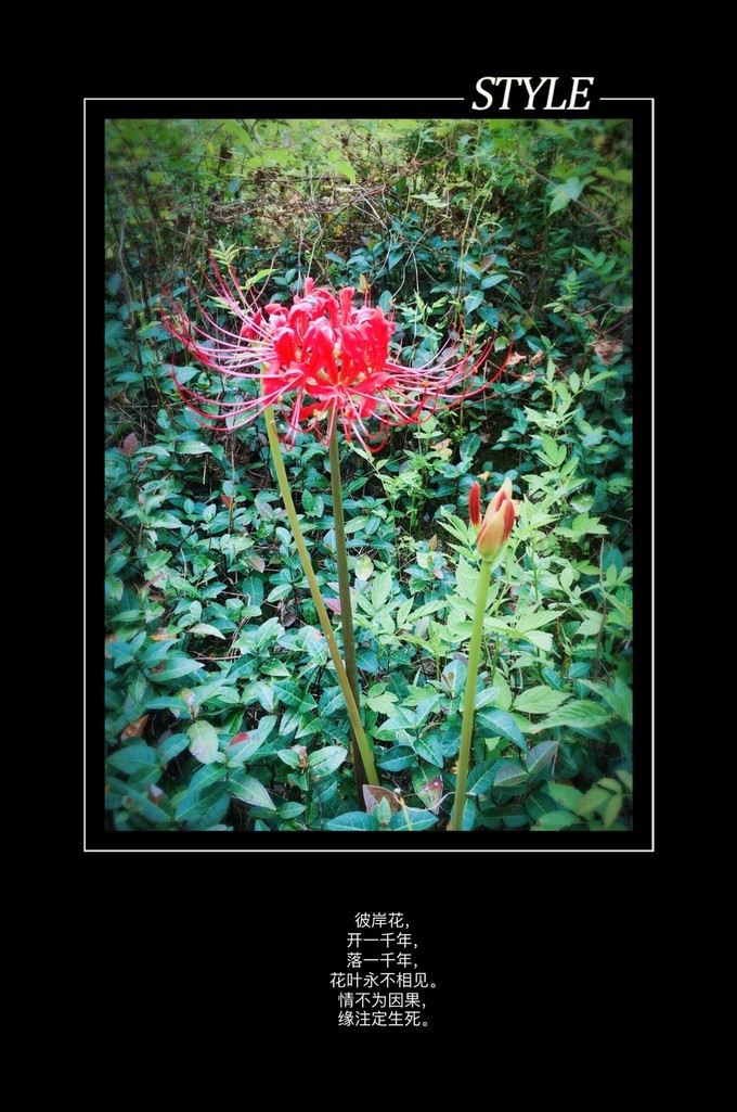 广州从化溪头村一日游出游攻略,从化溪头村自驾游攻略视频