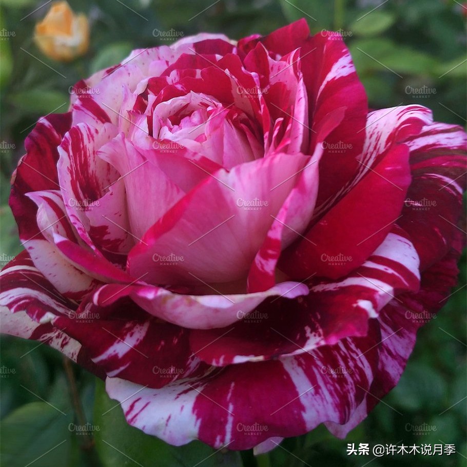 买到假月季苗怎么办,怎样网购月季不受骗