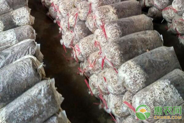 香菇种植技术和栽培方法,香菇种植方法要点