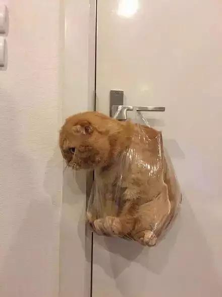 橘猫弄坏主人化妆品，被装进塑料袋挂起来，看这小眼神还挺凶