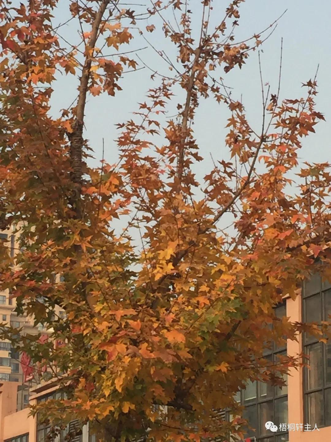 五彩斑斓秋之美,最美广州秋