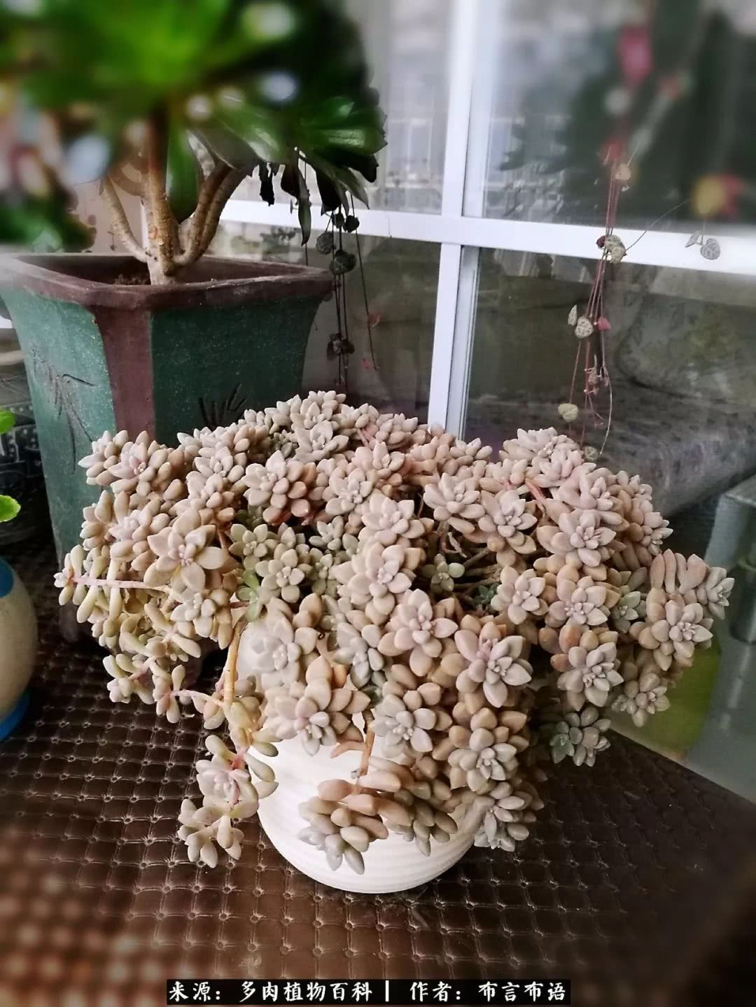 从多肉上感悟人生,多肉的真实生活感悟