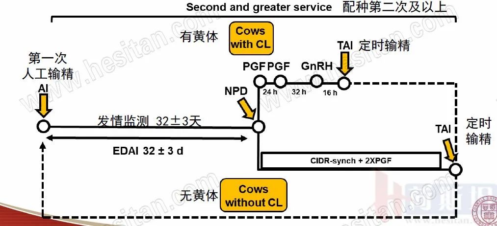 康奈尔大学JulioGiordano:如何通过技术整合优化繁殖性能