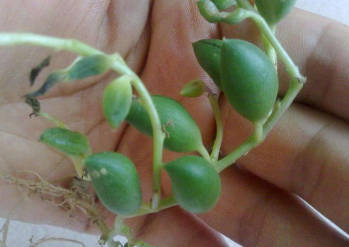 佛珠吊兰藤蔓的养殖方法,多肉吊兰佛珠养殖方法