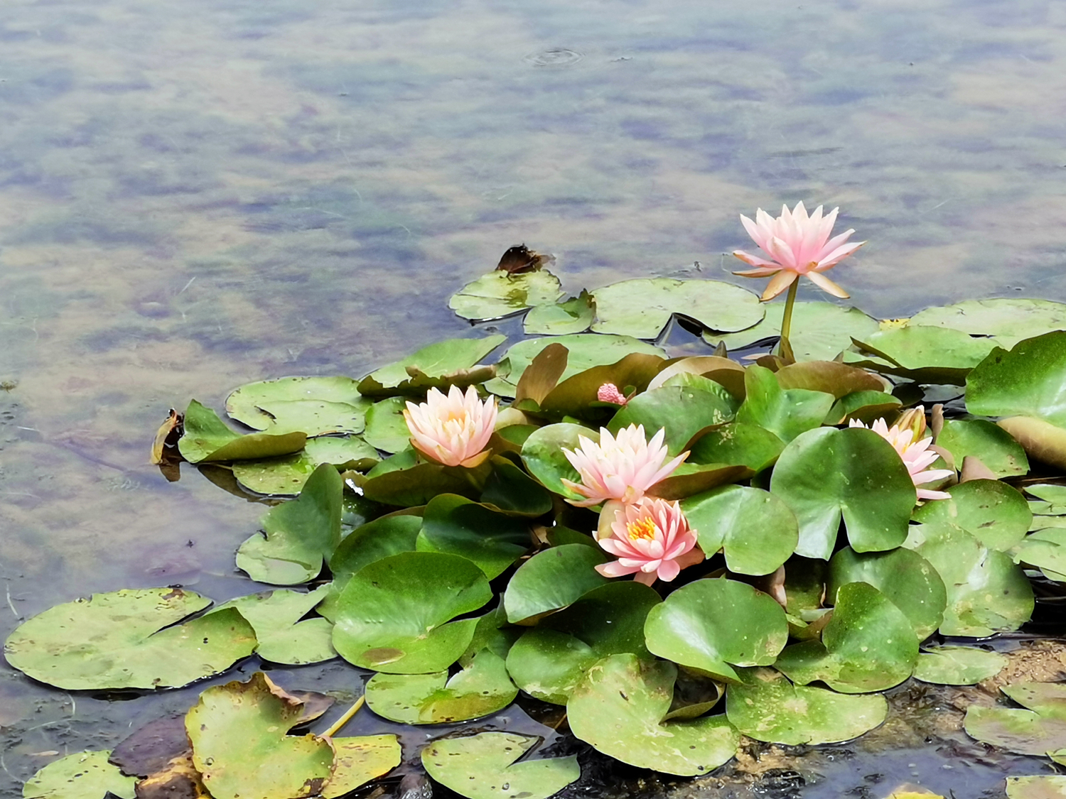 荣耀play4pro麒麟9905g信号怎么样,荣耀play4pro是麒麟9905g吗