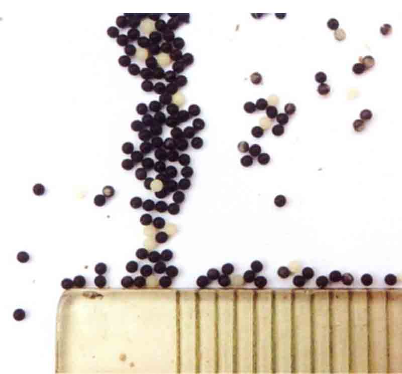 一点同缘蝽幼虫,浅叶蛾怎么防治