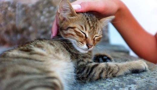 猫咪长猫癣是什么原因引起的,猫咪皮肤病黑色斑块