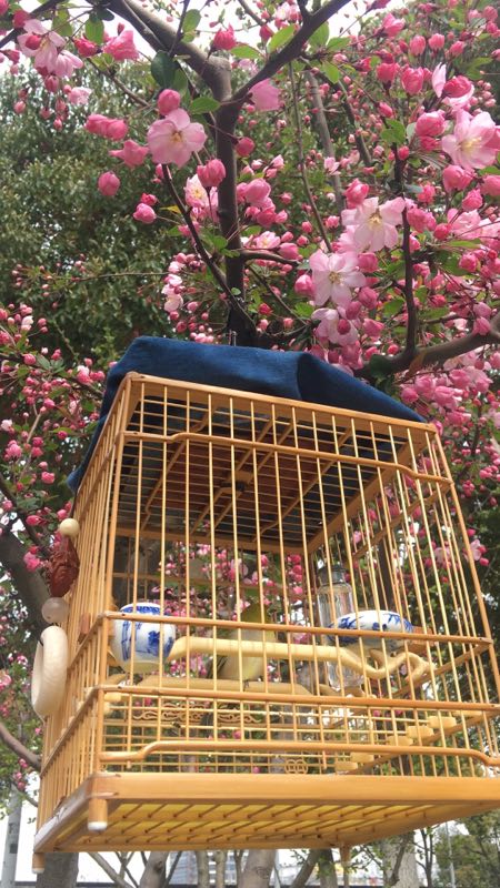 绣眼鸟性子烈好吗,绣眼鸟对气味敏感吗