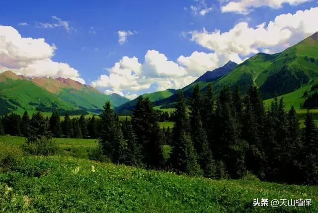 伊犁可克达拉草原,伊犁草原之旅
