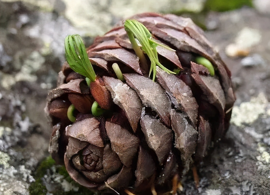 小孩爬山捡松果,带孩子爬山路上捡松果