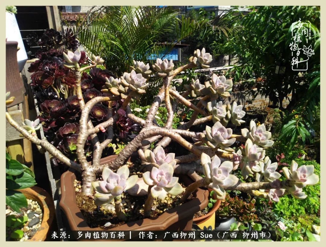 艳阳高照凉爽贵州,我要勤快地捕捉美好!(二)