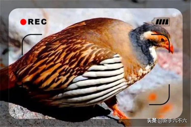 适合农村创业的十大养殖项目,适合农村创业的十大养殖创业项目