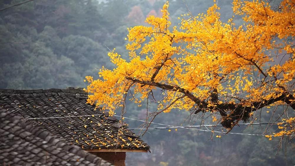 最美银杏秋景自驾攻略,杭州银杏树旅游攻略