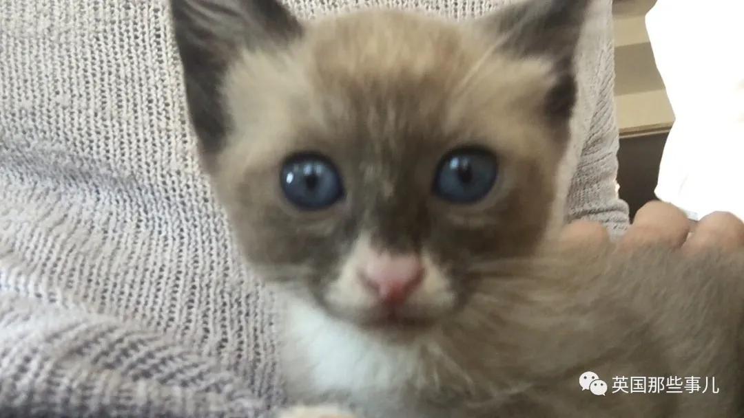 养暹罗等于养好几种猫,重庆暹罗猫变黑了还能白回来吗