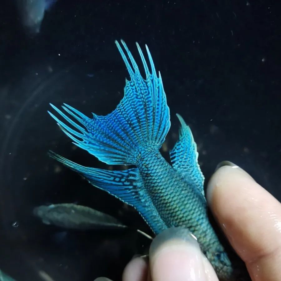 什么鱼生命力最强最好养,哪种鱼生命力最强比较好养