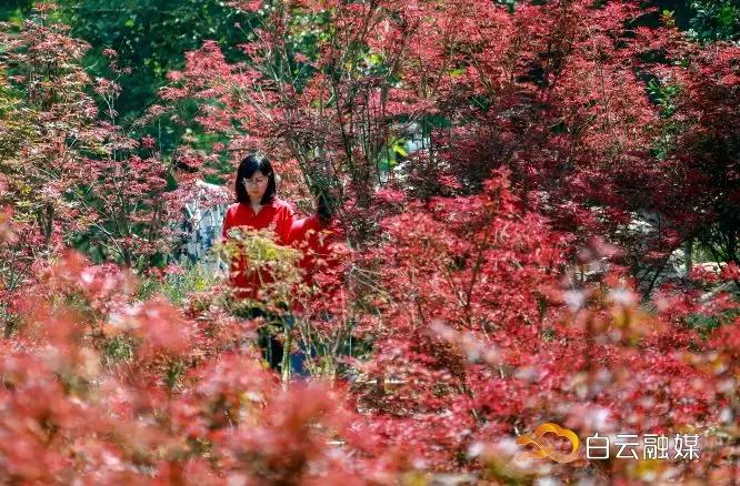 帽峰山看枫叶路线,帽峰山看枫叶