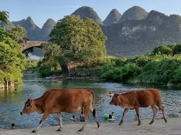 阳朔遇龙河附近有哪些民宿,阳朔遇龙河山水居民宿