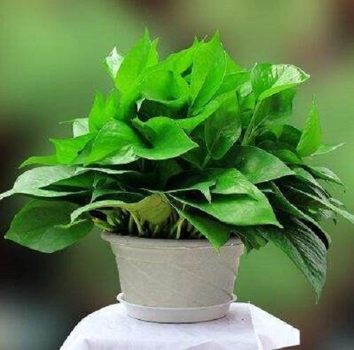 吊兰干了还能救活吗,吊兰干得快什么原因