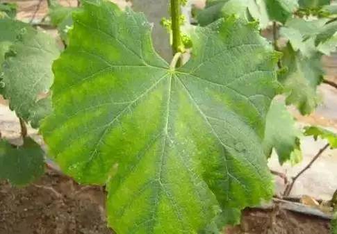葡萄叶黄化解决方案,促进葡萄叶片黄化