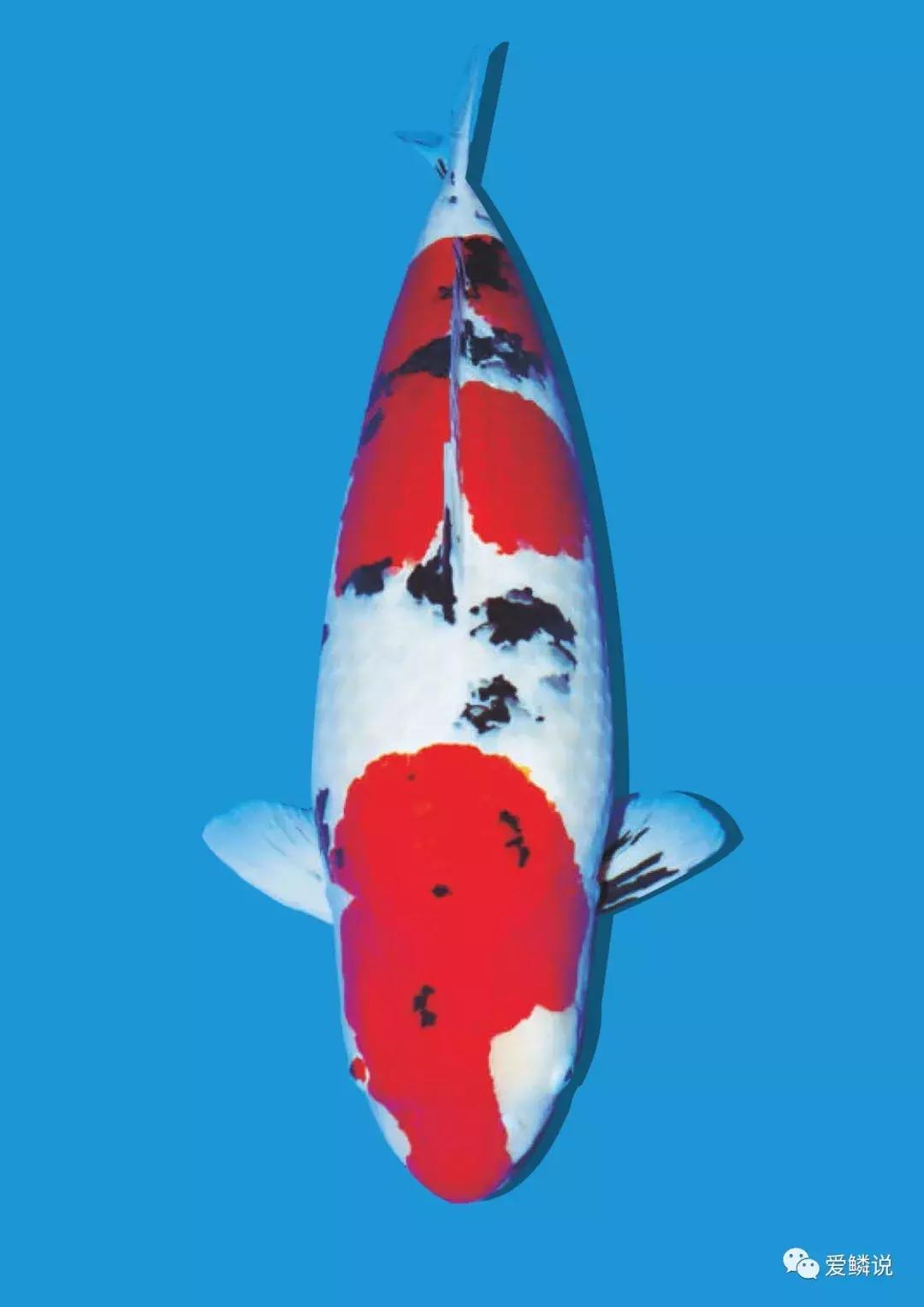 拍卖会有什么拍卖技巧,拍卖会竞拍的技巧