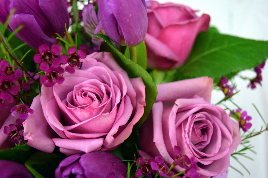 香槟玫瑰花颜色代表含义,玫瑰花朵颜色的含义