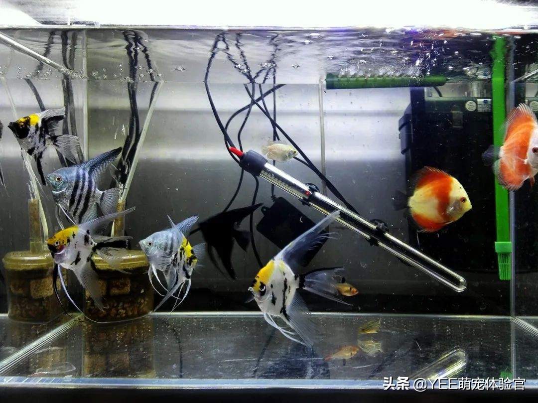 养鱼为何要硝化细菌,养鱼需不需要硝化细菌